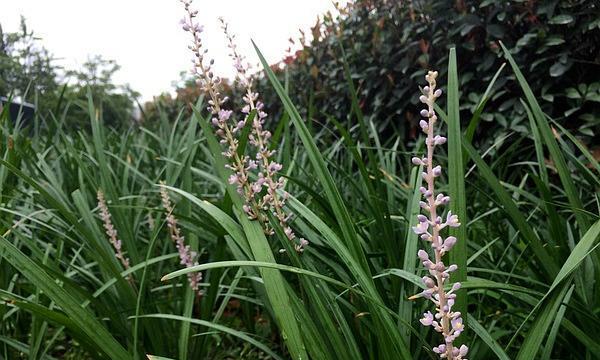 麦冬开花季节及其特点（探秘麦冬花期）