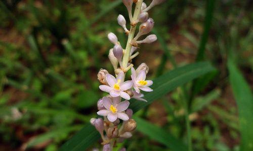 麦冬开花季节及其特点（探秘麦冬花期）