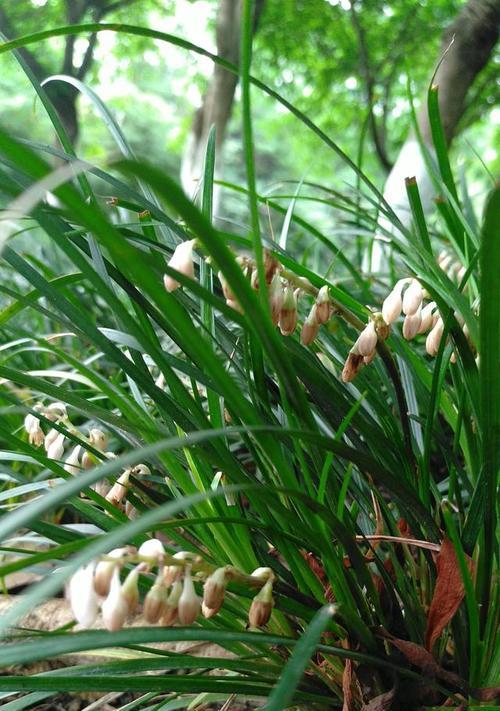 麦冬花的盛开（探究麦冬的开花季节及其特点）