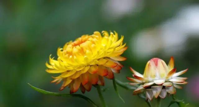 麦秆菊，多年生的奇妙之花（多年生的花卉品种特点分析）