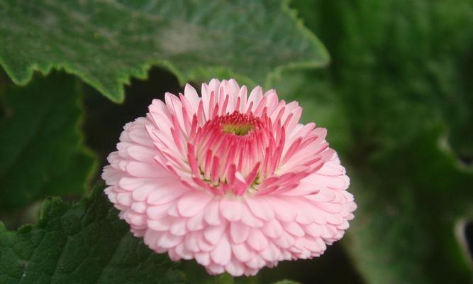 醒花技巧，让麦秆菊长时间绽放（掌握醒花技巧）