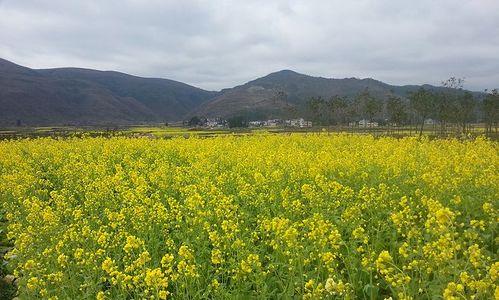 麦壳花园神器——麦壳可以直接种花（自然环保）