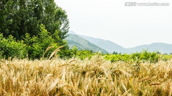 玉麦——藏区重要农作物的探索（以“藏药之王”为核心的高原粮食种植）