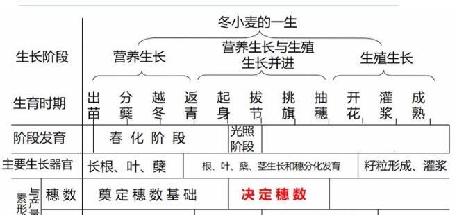 如何选择最佳的麦仙翁种子播种时间（掌握最佳时间）