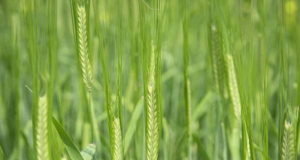 探究麦子的生长过程（从种植到收割）