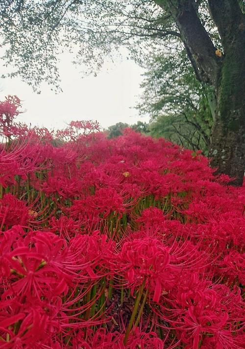 探寻以蔓珠莎华的花语之美（以蔓珠莎华）