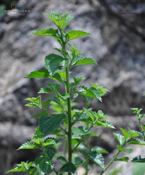 探秘蛮京之奇（一种神奇的植物）