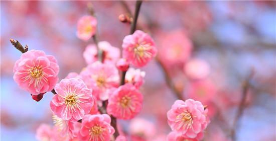 梅花的花语与象征寓意（传承千年的坚强与纯净）