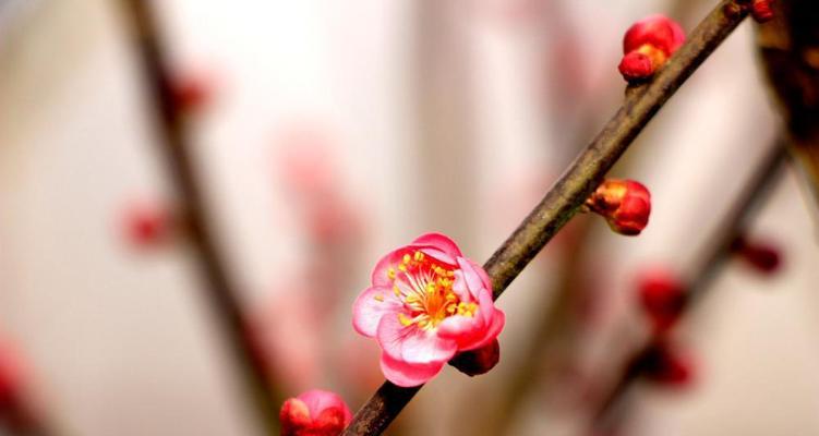 梅花的花语与象征寓意（传承千年的坚强与纯净）