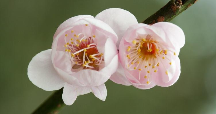 梅花花语与其代表意义（探寻梅花花语的深意）