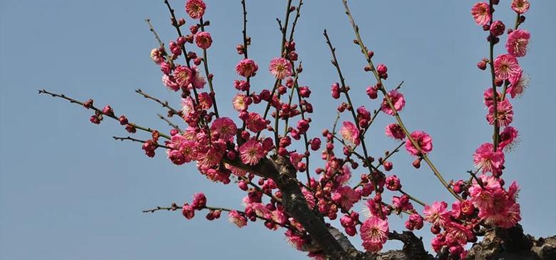 梅花花语与其代表意义（探寻梅花花语的深意）