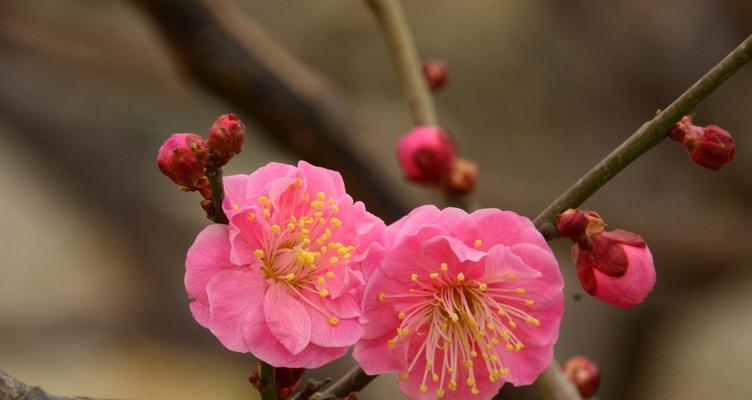 梅花之蕴（从梅花看人——以花为鉴）