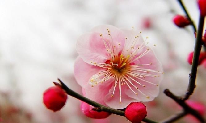 梅州市花梅花的象征寓意（梅花）