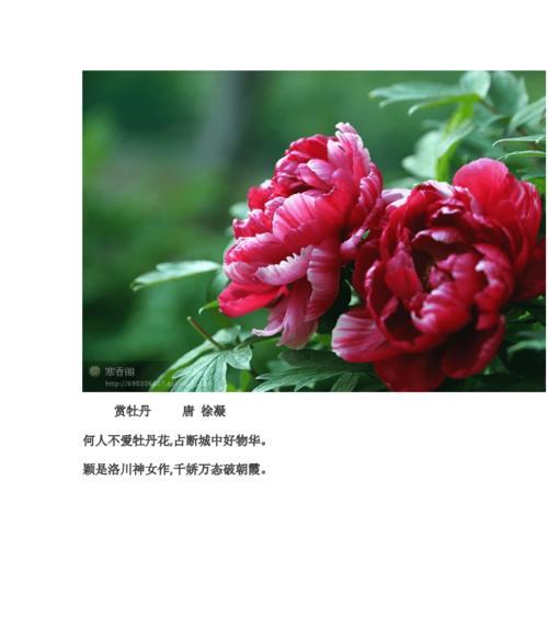 牡丹吊兰（以牡丹吊兰的花语探索生命之美）