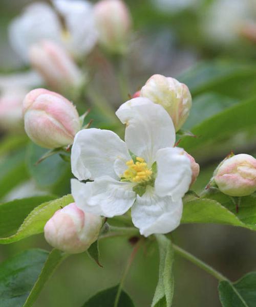 苹果花的象征意义及寓意（探索苹果花的文化内涵与象征意义）