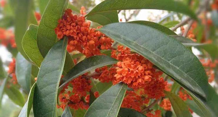 日照的市花-桂花的象征意义（桂花之美与日照之光辉交融）