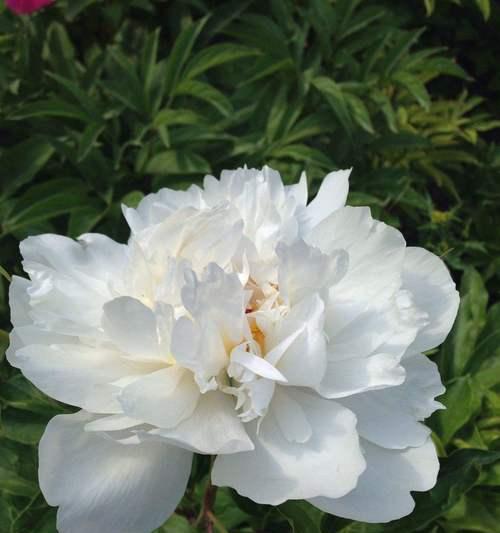 芍药花的寓意与象征——美丽与坚韧并存（探寻芍药花的文化内涵）