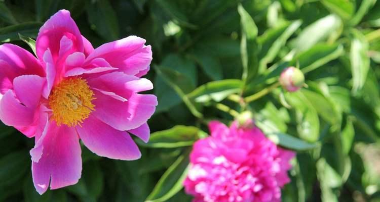 芍药花的花语及代表意义（探究芍药花的各种花语与象征意义）