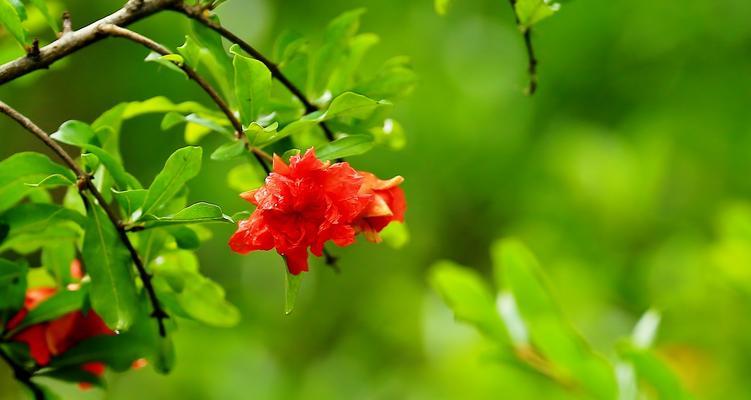 生肖中的石榴花（探索石榴花在十二生肖中的象征意义）