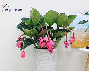 以百合花为象征的安静优雅（百合花的花语与美学魅力）