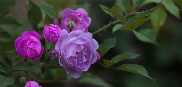 寂静之花——沉默忧郁的象征（深思熟虑的木槿花）