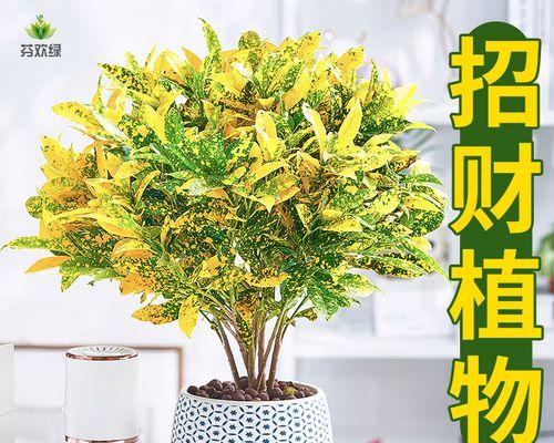 寻找发财之花——花朵象征财富的奇妙意义（以花为代表的发财瑞兆）