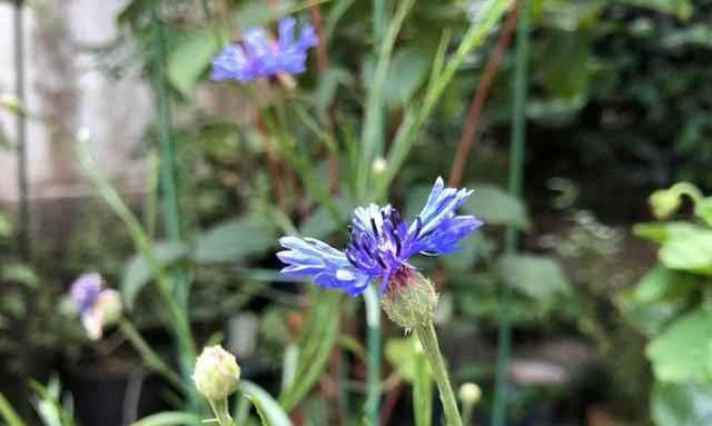 花开孤独，花谢忧郁（以花为媒）