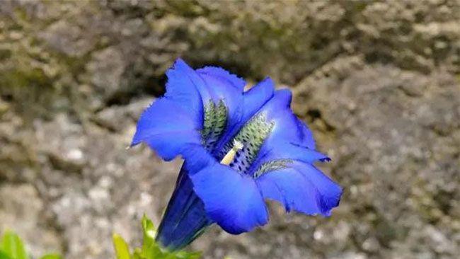 花开孤独，花谢忧郁（以花为媒）