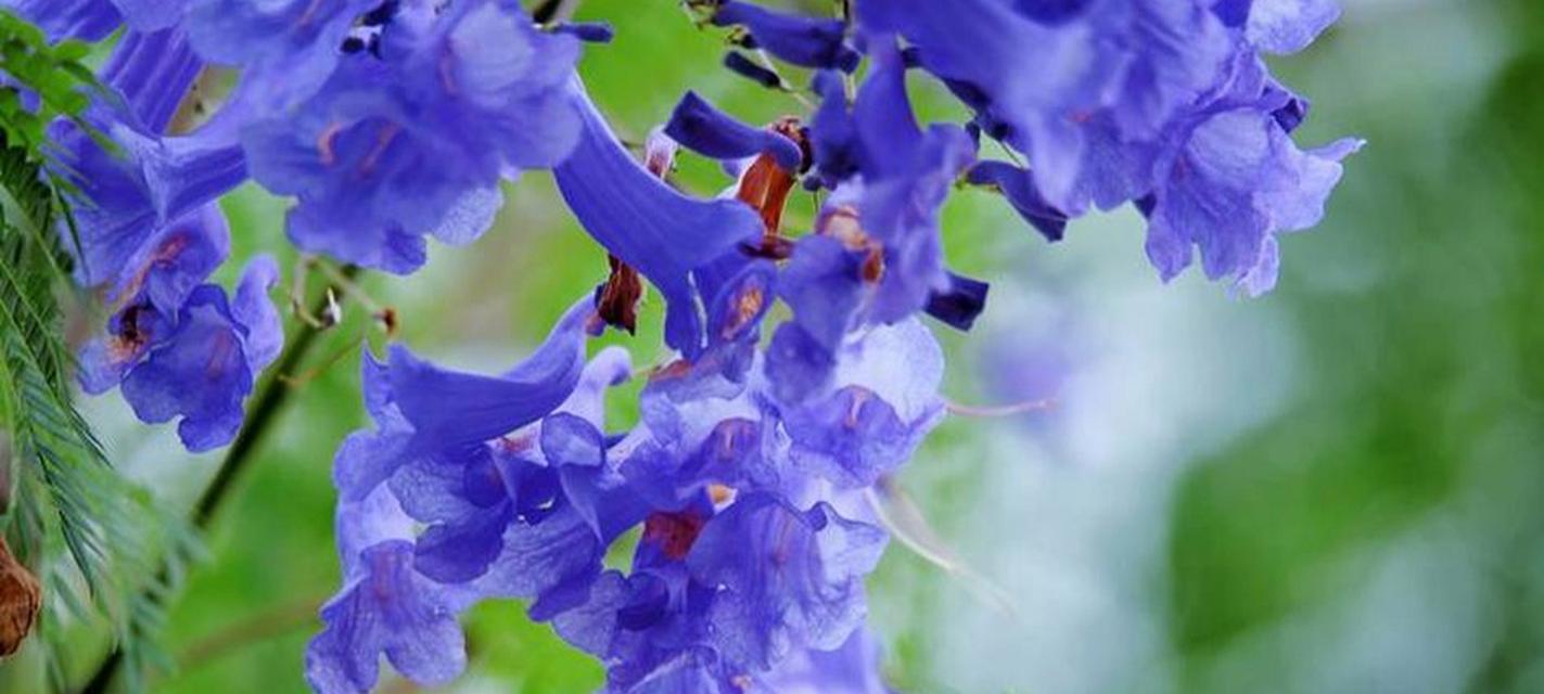 花开孤独，花谢忧郁（以花为媒）