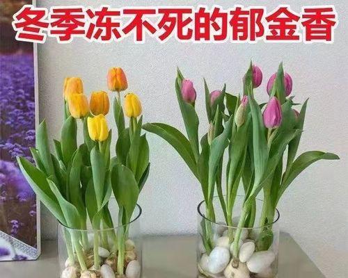 可爱花之美（以花为媒体）