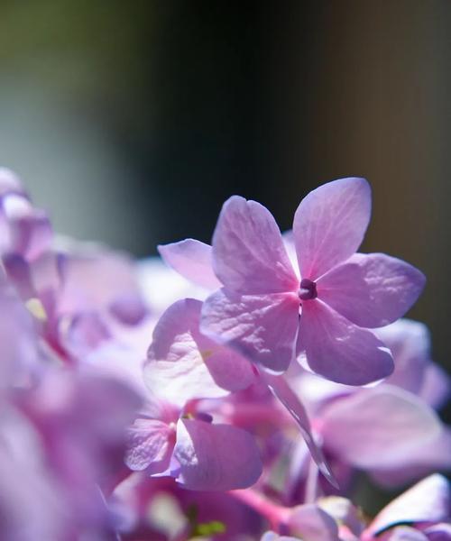 花语浪漫（探索不同花朵的浪漫象征意义）