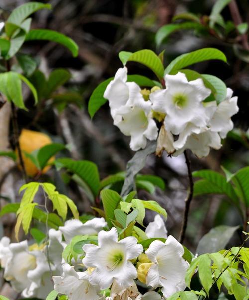 清明节花卉文化之魅力（探寻清明节背后的花卉象征意义）