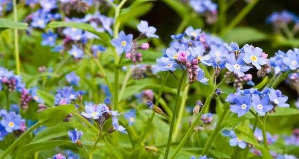 清明节花卉文化之魅力（探寻清明节背后的花卉象征意义）