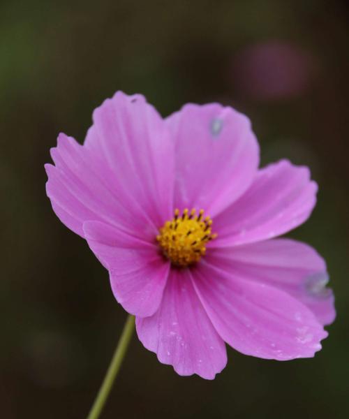 以花语表达爱意（五种花的花语及象征之爱）