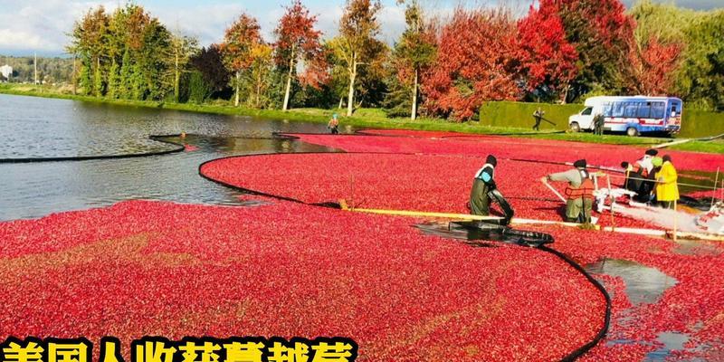 探寻蔓越莓的原产地（从历史到现实）