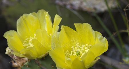 新生之花——以菊花代表新生（探寻菊花的新生之美）