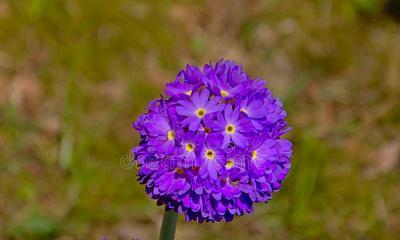 新生之花——以菊花代表新生（探寻菊花的新生之美）