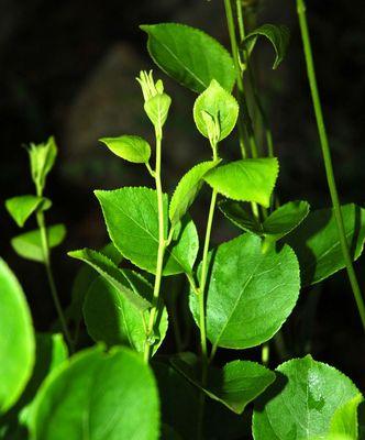 以百合花代表虚心的力量（用百合花传递虚心的品质与价值观）