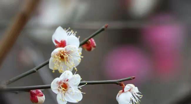 以百合花代表虚心的力量（用百合花传递虚心的品质与价值观）