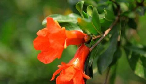 用菊花传承中华文化（中国花卉之王——菊花的意义与历史）