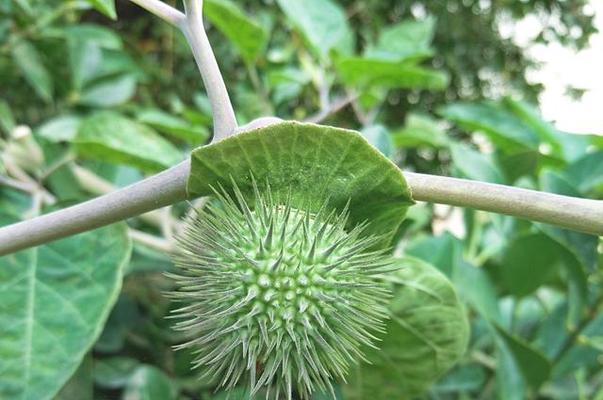 曼陀罗种植的时间和方法（掌握种植技巧培育美丽花园）