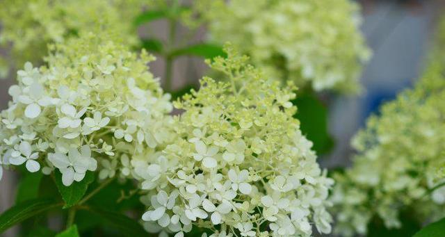 以百合花为主题的花语——援助与帮助（用花语传递帮助的力量）