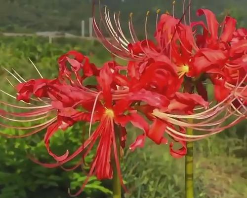 种植曼珠沙华，家里吉利吗（曼珠沙华种植技巧及注意事项）