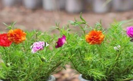 不吉祥的花语——以仙人掌花为例（揭秘仙人掌花的不好花语）