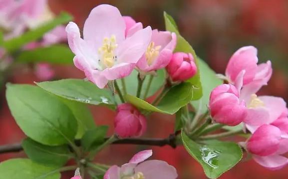 等待之花（以玫瑰花语为例）