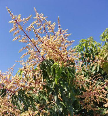 芒果开花时间（探究芒果树开花的季节及影响因素）