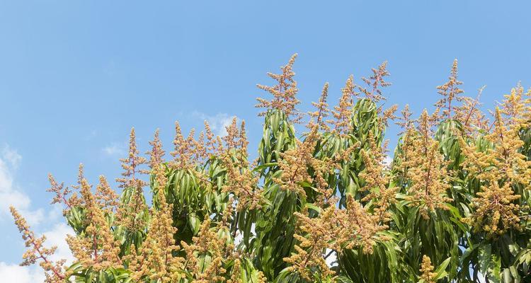 芒果开花季节分析（芒果开花时间及影响因素分析）