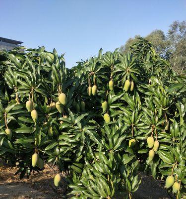 芒果适宜种植的地理环境探析（探究芒果生长的土壤要求）