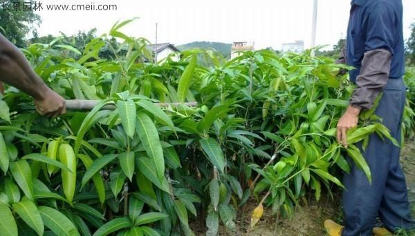 芒果树的南方种植状况及影响因素（南方气候对芒果树的生长影响）