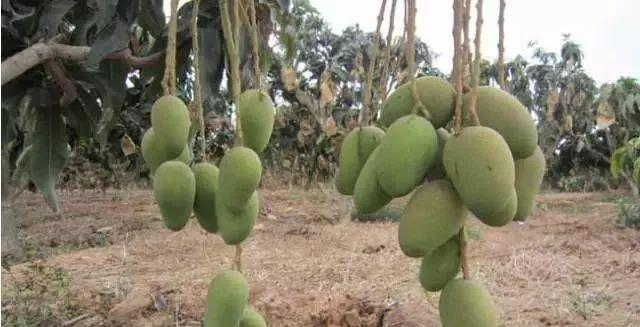 芒果高产栽培技术与管理方法（掌握关键技巧）